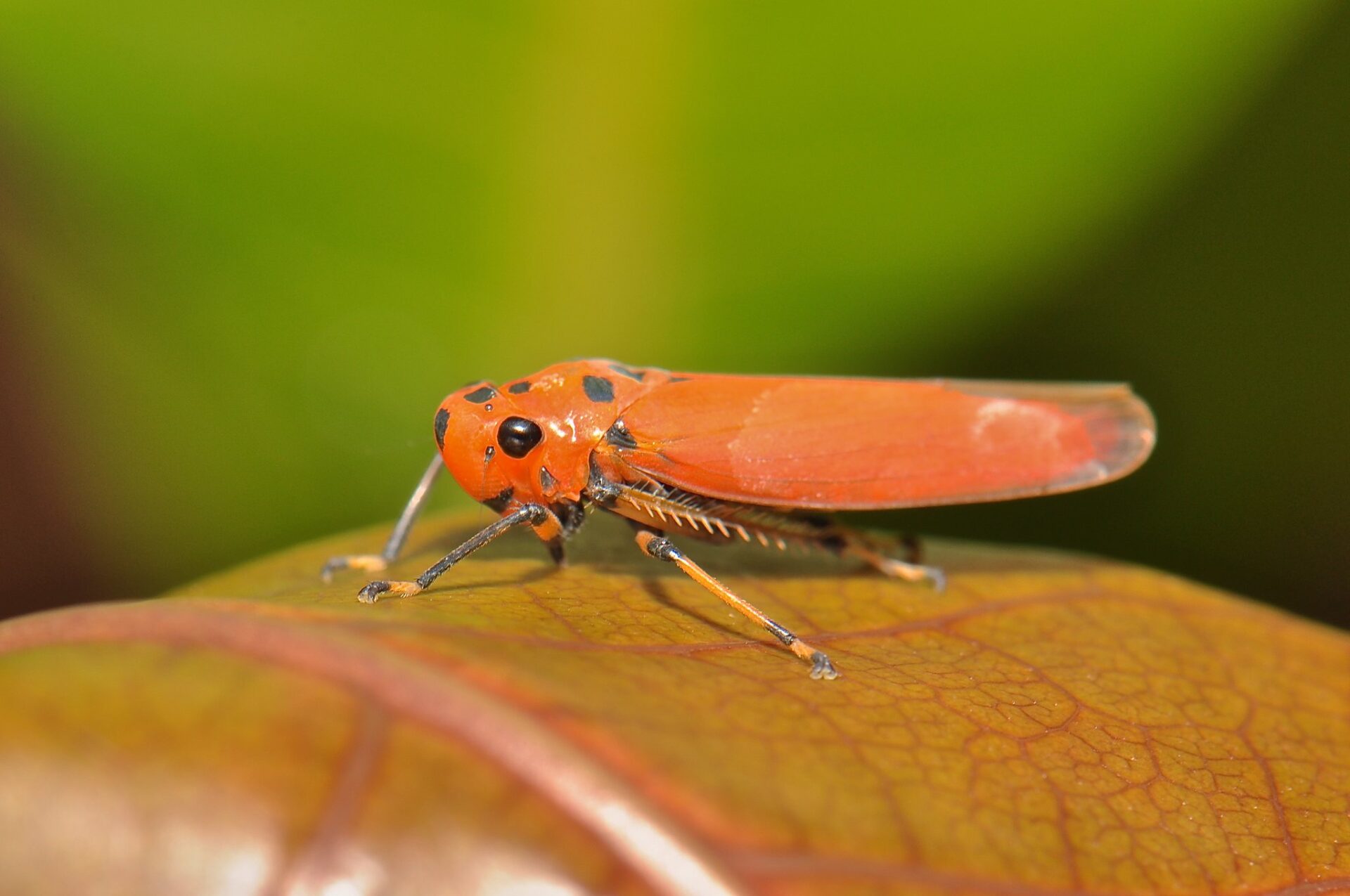 Identifikation af lille orange insekt på blad